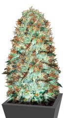 Original Limonade Skunk fem (Victory Seeds)