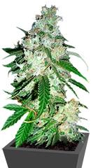 Power Kush fem (Dinafem Seeds)