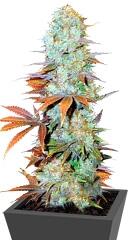 Somango fem (Bulk Seed Bank)