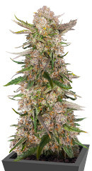 Apple Strudel Auto fem (FastBuds)