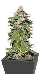 Auto Mokum's Tulip fem (Dutch Passion)