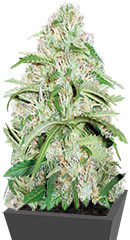 Auto Super Mazar fem (Victory Seeds)