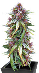 CBD Apple Betty Auto fem (Herbies Seeds) семена конопли