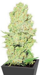 Channel + fem (Medical Seeds)