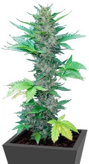 Green Poison Auto fem (Sweet Seeds)