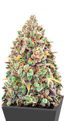 Haze Queen fem (Anesia Seeds)