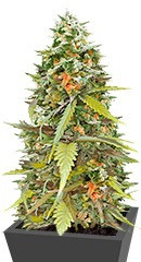 Jumping Black Dash Auto fem (Dr. Krippling Seeds)