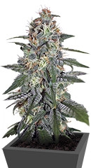 Krystalica regular (Mandala Seeds)