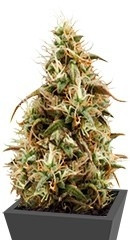 Royal Jack Automatic fem (RQS)