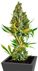 Sweet Cheese fem (Sweet Seeds)