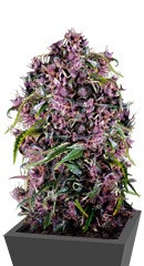 Purple fem (Pyramid Seeds)