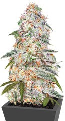 Blue Dream (Blue Dream'matic) Auto fem (FastBuds)