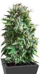 Bubba Kush fem (Dinafem Seeds)