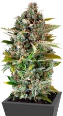 Critical Cheese fem (Dinafem Seeds)