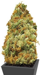Indian Kush fem (VIP seeds)