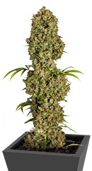 Jorge’s Diamonds #1 fem (Dutch Passion)