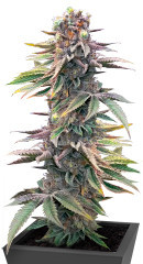 Pink Sunset Auto by Sherbinskis fem от Silent Seeds семена конопли