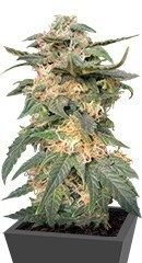 Royal Haze Automatic fem (RQS)