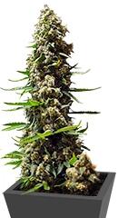 Serious 6 fem (Serious Seeds)