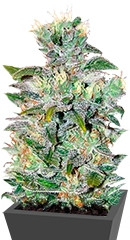 Space fem (World of Seeds)