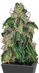 Zero Gravity regular (TH Seeds)