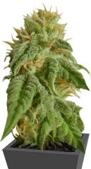 Afrodite Max Auto fem (Kannabia Seeds)