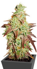 Auto Night Queen fem (Dutch Passion)