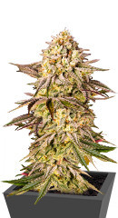 Blue Sunset Sherbert fem (Barney's Farm)