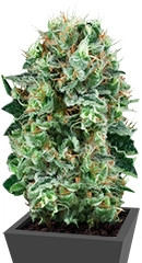 Bubble Kush fem (RQS)