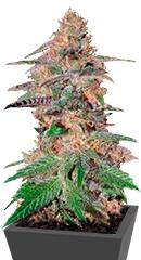 Da Purps regular (TH Seeds)
