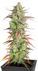 Frostbanger Auto F3 fem (FastBuds)