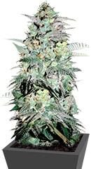 Mazar Extra fem (Bulk Seed Bank)