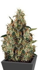 Medical Mass CBD fem (RQS)