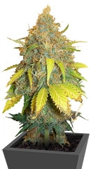 Pure Power Plant fem (Nirvana Seeds)