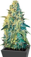 White Dragon fem (Eva Seeds)