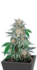 Gorilla fem (Dinafem Seeds)