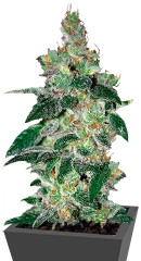 Amnesia fem (World of Seeds)