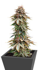 Blackberry Moonrocks fem (AlphaFem Seeds) семена конопли