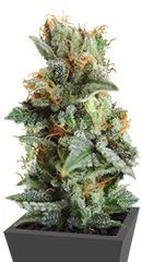 Blueberry Kush Automatic fem (Nirvana Seeds)