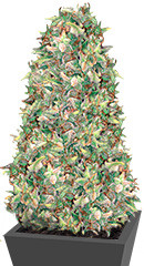 Brainkiller Haze fem (Vision Seeds)