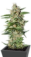 Damnesia Autoflowering fem (Strain Hunters)