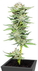 Durban Poison Auto fem (Humboldt Seed Company)