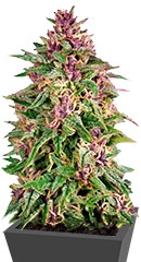 Frisian Dew fem (Dutch Passion)