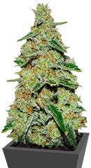Lemon Cake fem (Heavyweight Seeds)