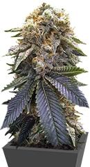 Lost Coast Hash Plant fem (Humboldt Seeds)