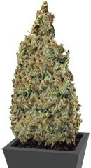 Mind Cantrol fem (Dr. Krippling Seeds) семена конопли