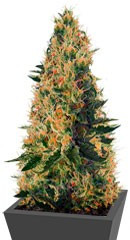 Sweet Pure CBD fem (Sweet Seeds)