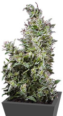 White Magic fem (Mandala Seeds)