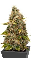 White Widow fem (RQS)