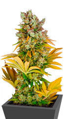 GMO fem (Barney's Farm) семена конопли